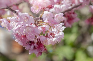 Tayvan kiraz çiçeği sezonu, Wuling Çiftliği, Qianying Bahçe, kiraz çiçekleri açan