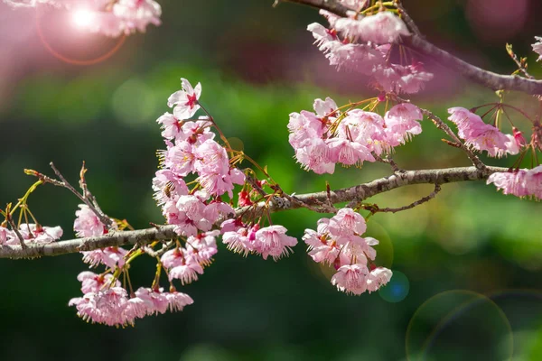 Taiwan Cherry Blossom Säsong Wuling Farm Qiden Trädgård Blommande Körsbär — Stockfoto