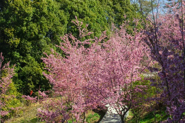 Taïwan Saison Des Fleurs Cerisier Wuling Farm Qianying Garden Floraison — Photo