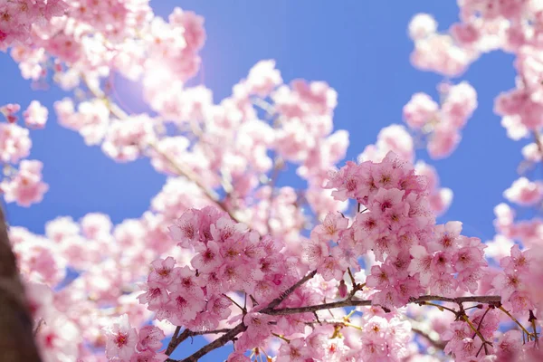 Taiwans Kirsebærblomst Wuling Farm Qianying Garden Blomstrende Kirsebærblomster – stockfoto