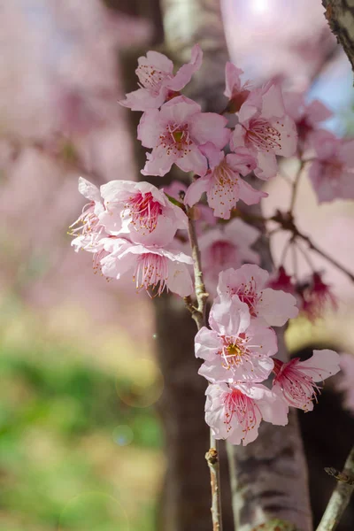 Taiwan Cherry Blossom Säsong Wuling Farm Qiden Trädgård Blommande Körsbär — Stockfoto