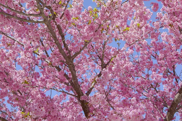 Тайвань Вишневий Сезон Цвітіння Улаблення Ферма Qianying Garden Квітуча Вишня — стокове фото