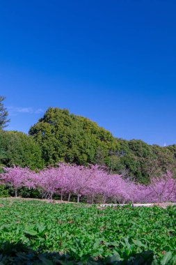 Tayvan kiraz çiçeği sezonu, Wuling Çiftliği, Qianying Bahçe, kiraz çiçekleri açan