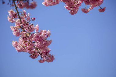 Tayvan kiraz çiçeği sezonu, Wuling Çiftliği, Qianying Bahçe, kiraz çiçekleri açan