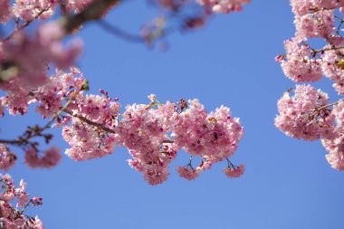 Tayvan kiraz çiçeği sezonu, Wuling Çiftliği, Qianying Bahçe, kiraz çiçekleri açan