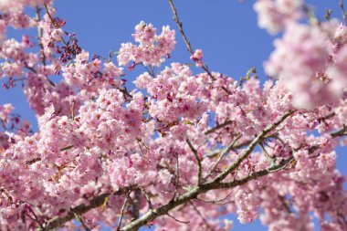 Tayvan kiraz çiçeği sezonu, Wuling Çiftliği, Qianying Bahçe, kiraz çiçekleri açan