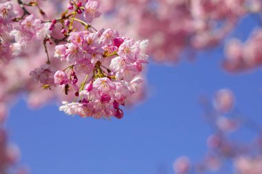 Tayvan kiraz çiçeği sezonu, Wuling Çiftliği, Qianying Bahçe, kiraz çiçekleri açan