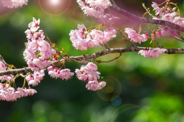 Tayvan kiraz çiçeği sezonu, Wuling Çiftliği, Qianying Bahçe, kiraz çiçekleri açan