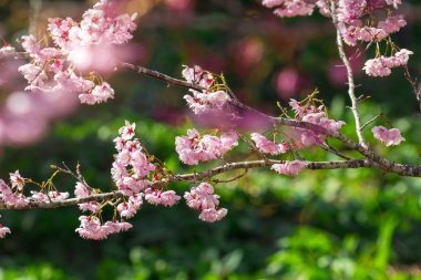 Tayvan kiraz çiçeği sezonu, Wuling Çiftliği, Qianying Bahçe, kiraz çiçekleri açan