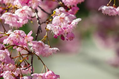 Tayvan kiraz çiçeği sezonu, Wuling Çiftliği, Qianying Bahçe, kiraz çiçekleri açan