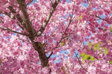 Tayvan kiraz çiçeği sezonu, Wuling Çiftliği, Qianying Bahçe, kiraz çiçekleri açan