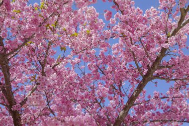 Tayvan kiraz çiçeği sezonu, Wuling Çiftliği, Qianying Bahçe, kiraz çiçekleri açan