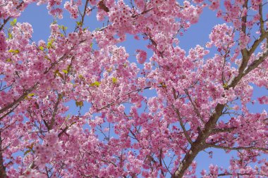 Tayvan kiraz çiçeği sezonu, Wuling Çiftliği, Qianying Bahçe, kiraz çiçekleri açan