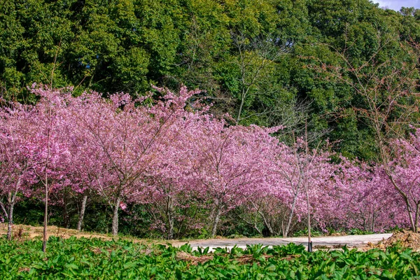 Taiwan Temporada Flores Cereja Wuling Farm Qianying Garden Florescendo Flores — Fotografia de Stock