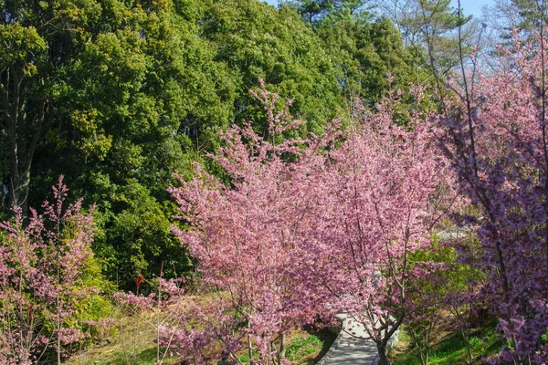 Taiwan Cherry Blossom Season Wuling Farm Qianying Garden Blooming Cherry — Stock Photo, Image