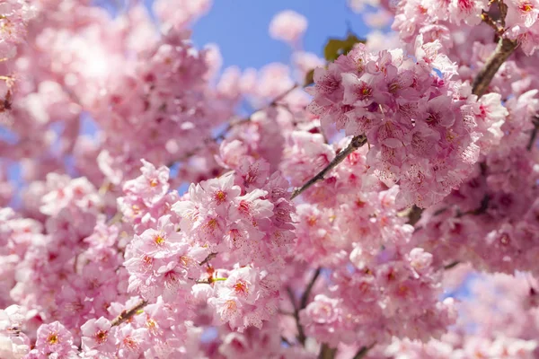 Taiwans Kirsebærblomst Wuling Farm Qianying Garden Blomstrende Kirsebærblomster – stockfoto