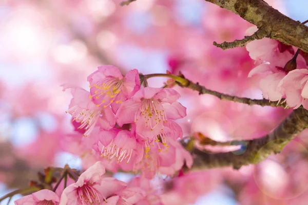 Taiwan Cherry Blossom Season Wuling Farm Qianying Garden Blooming Cherry — Stock Photo, Image