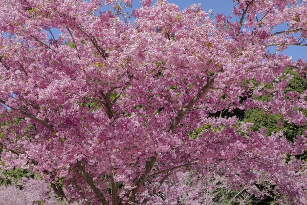 Taiwan Temporada Flores Cereja Wuling Farm Qianying Garden Florescendo Flores — Fotografia de Stock