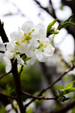 Kıştan sonra erken ilkbaharda, Tayvan'da erik çiçekleri çiçek açıyor, ve beyaz erik çiçekleri zarif ve temiz.