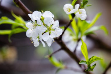 Kıştan sonra erken ilkbaharda, Tayvan'da erik çiçekleri çiçek açıyor, ve beyaz erik çiçekleri zarif ve temiz.