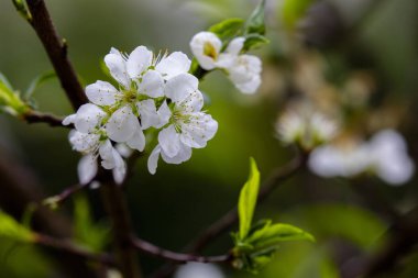 Kıştan sonra erken ilkbaharda, Tayvan'da erik çiçekleri çiçek açıyor, ve beyaz erik çiçekleri zarif ve temiz.