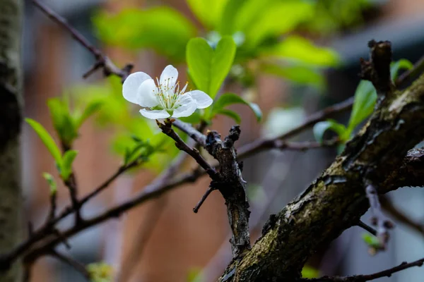 In the early spring after the winter, the plum blossoms in Taiwan are blooming, and the white plum blossoms are elegant and clean.