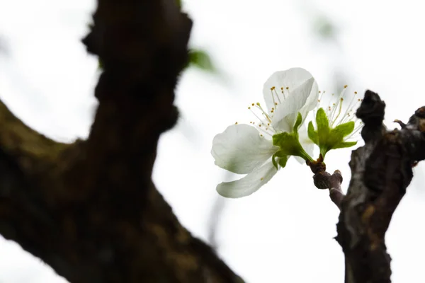 In the early spring after the winter, the plum blossoms in Taiwan are blooming, and the white plum blossoms are elegant and clean.