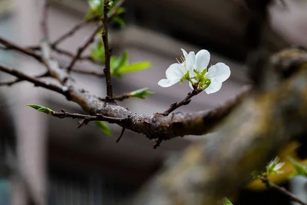 冬后早春 台湾的梅花盛开 白梅花优雅干净 — 图库照片