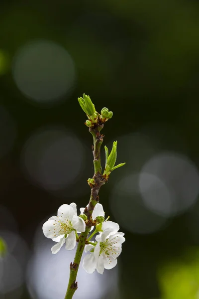 In the early spring after the winter, the plum blossoms in Taiwan are blooming, and the white plum blossoms are elegant and clean.