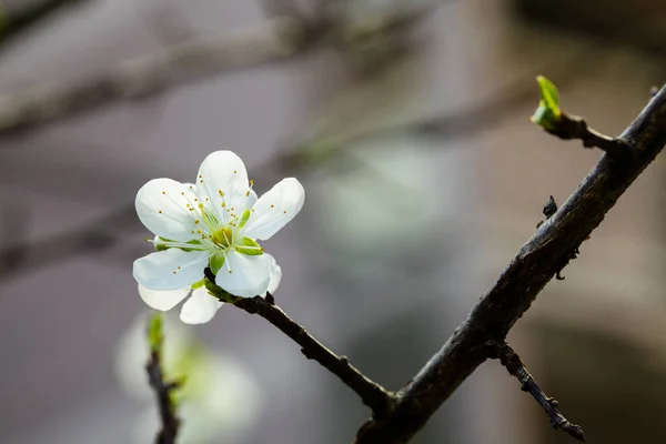 In the early spring after the winter, the plum blossoms in Taiwan are blooming, and the white plum blossoms are elegant and clean.