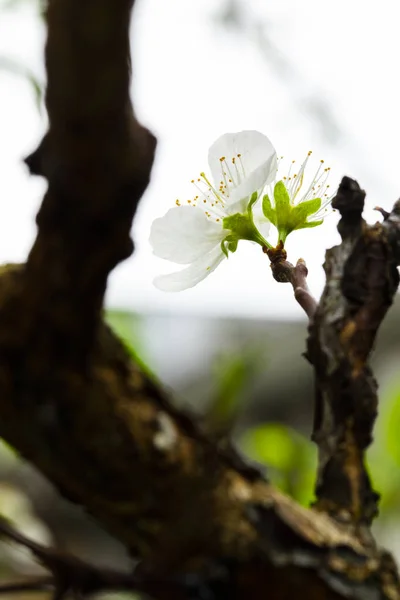 In the early spring after the winter, the plum blossoms in Taiwan are blooming, and the white plum blossoms are elegant and clean.