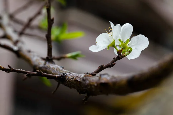 In the early spring after the winter, the plum blossoms in Taiwan are blooming, and the white plum blossoms are elegant and clean.