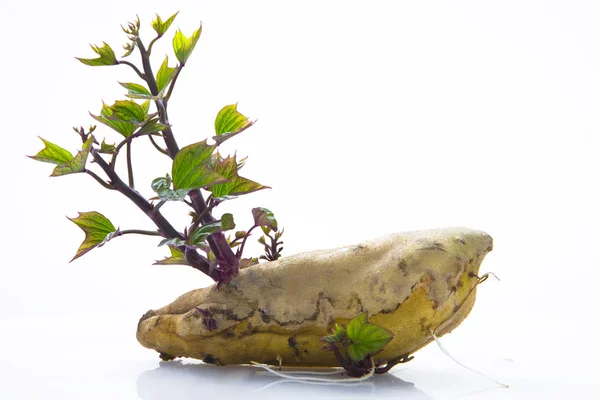 Las Verduras Raíz Patatas Dulces Gourmet Saludables Otoño Alimento Básico — Foto de Stock