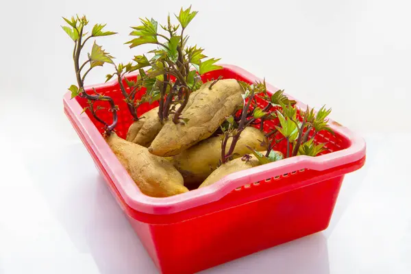 根菜類 秋のヘルシーグルメサツマイモは 人類にとって重要な主食です — ストック写真