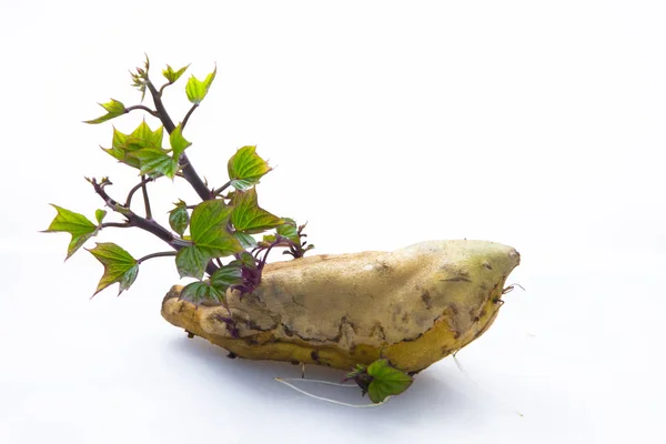 Las Verduras Raíz Patatas Dulces Gourmet Saludables Otoño Alimento Básico — Foto de Stock