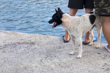 Kuzey Tayvan Balık limanı, Keelung Barış Adası balıkçı limanı ve liman balıkçılık arkasında köpekler