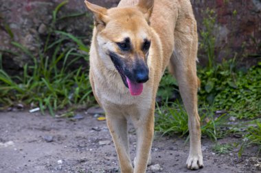 Kuzey Tayvan Balık limanı, Keelung Barış Adası balıkçı limanı ve liman balıkçılık arkasında köpekler