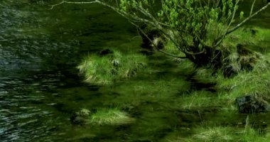 Ketchegen, Alaska, ABD kasabası, dünyanın Squid başkenti itibarına sahiptir. Küçük dere yeşil çim vardır.