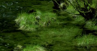 Ketchegen, Alaska, ABD kasabası, dünyanın Squid başkenti itibarına sahiptir. Küçük dere yeşil çim vardır.