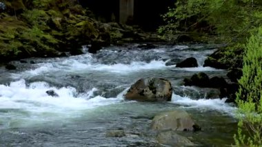 Ketchikan, Alaska, ABD kasabası, dünyanın kalamar başkenti itibar vardır, küçük dere sazan ev