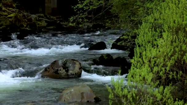 Staden Ketchikan Alaska Usa Har Rykte Världens Bläck Fisk Huvudstad — Stockvideo