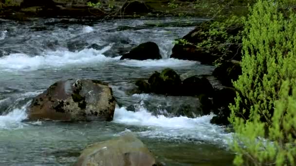 Ciudad Ketchikan Alaska Tiene Reputación Capital Mundial Los Calamares Pequeño — Vídeo de stock