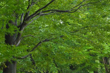  * * * * * * * * * * * * * * * * * * * * *