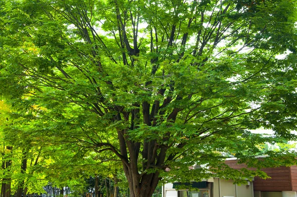 Tokio Japonský Živočišný Park Ueno Zelený Javor — Stock fotografie