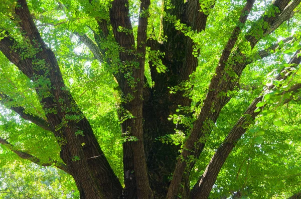 Giappone Tokyo Ueno Animal Park Albero Verde Albicocca Centenario — Foto Stock