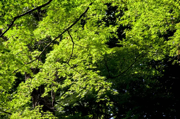日本上野动物公园 绿色枫树 — 图库照片