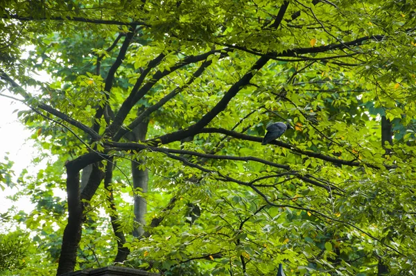 Tokyo Shinjuku 's park, árvore sombra muito legal — Fotografia de Stock