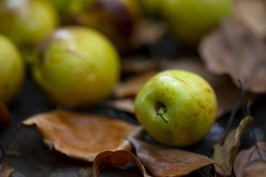 Çin jujube kış jujube, hasat olgun kış jujube, tatlı renk