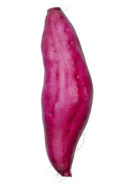 Japon tatlı patates, insanlığın temel gıdalardan biri