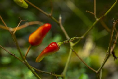 Xiaomi baharatlı, ayrıca Xiaomi biber olarak bilinen, Yunnan, Çin'de üretilen ve biber turşusu yapmak için ana malzemedir.